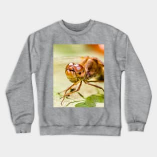 Autumn Meadowhawk Dragonfly, Macro Photography Crewneck Sweatshirt